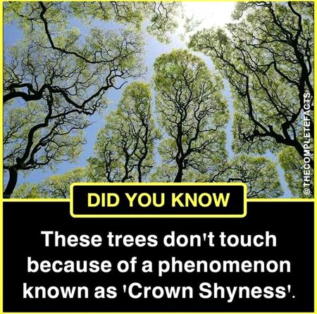 Did you Know