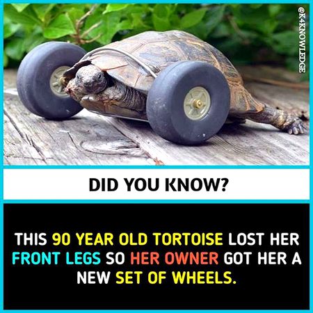 Did you Know