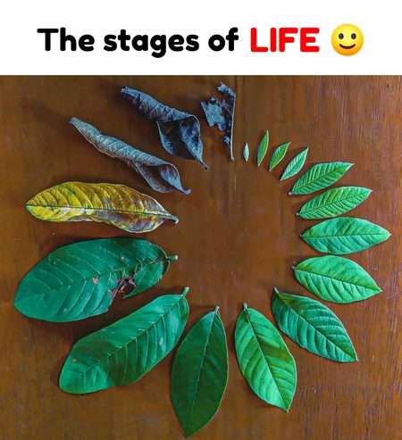 Life stages😍
