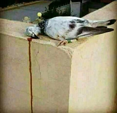 کوئی سمجھائے محبت کے قرینے اس کو
خط کے غصے میں ، قاصد نہیں مارے جاتے ،،،!!