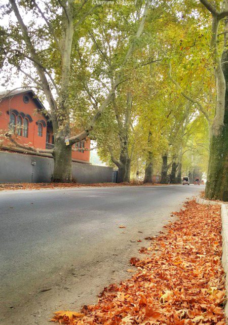 چنار روڈ، ایبٹ آباد۔۔🍁🚙
Scenic Autumn Colors of Chinar Road, Abbottabad 💞