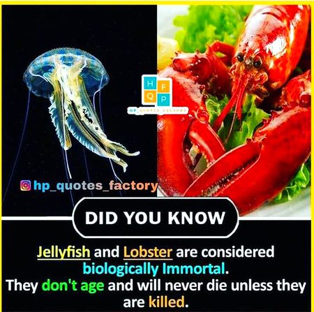 Did you Know