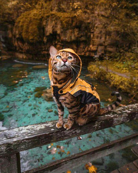 cute cat beautiful photography