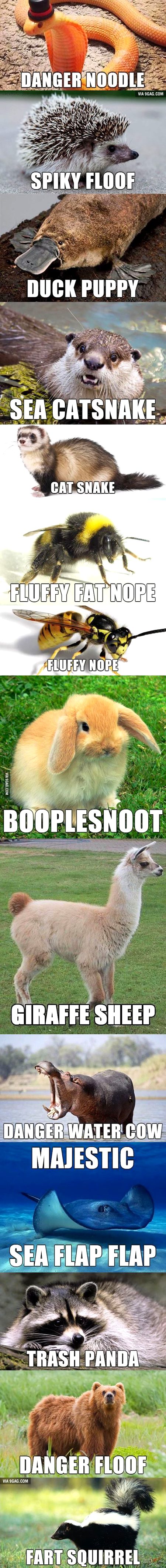 Animals with their amazing look and names ..