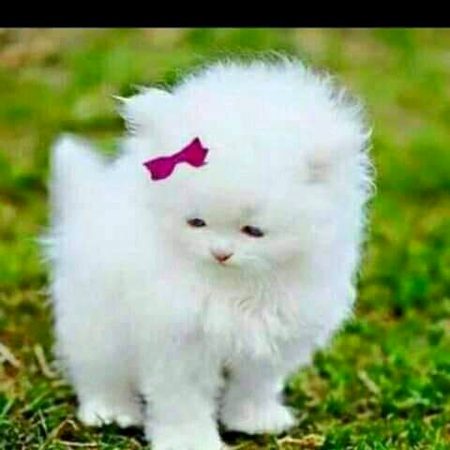 Sending   by  daniyal Hassan   Like ❤