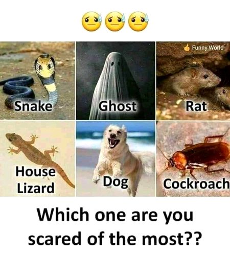 Mujhy snake.. or apko..???