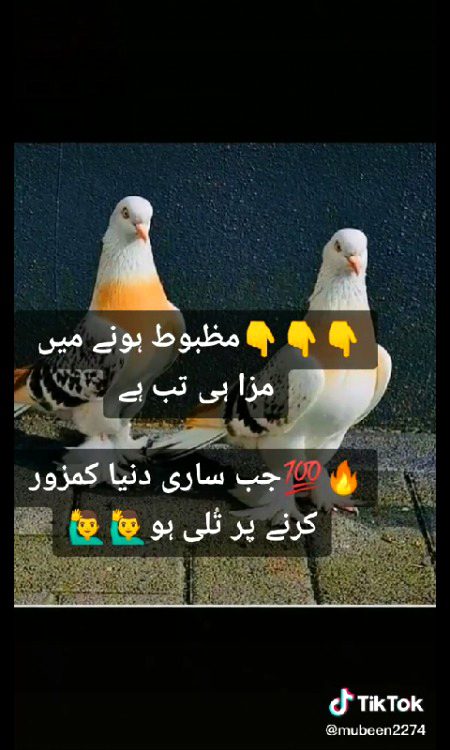مظبوط ہونے کا مزہ تب ہے جب ساری دنیا ہرانے پے لگی ھو 💯💯💯👌👌👌