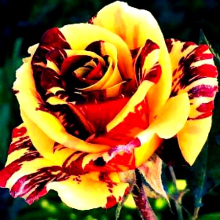 Beautiful Nature image