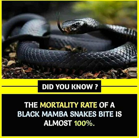 Did you Know