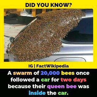 Did you Know