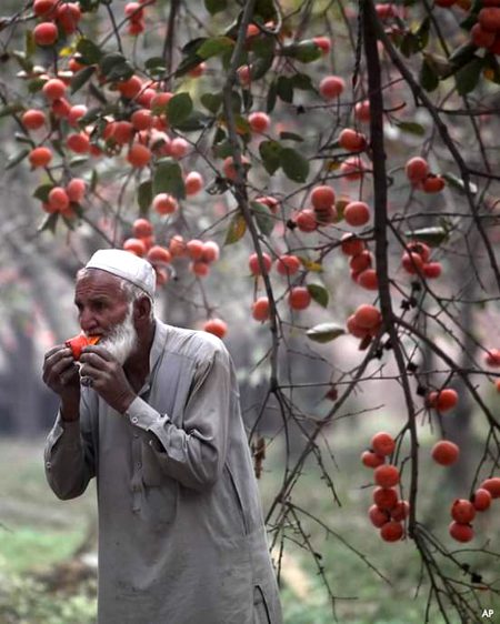 A pakistani farmer eats an parsemoon in a fruit or chard in swat pakistan😍vthe swat is a famous  for it high quelity prodection  of parsemoon