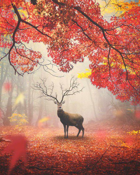 Beautiful Nature image