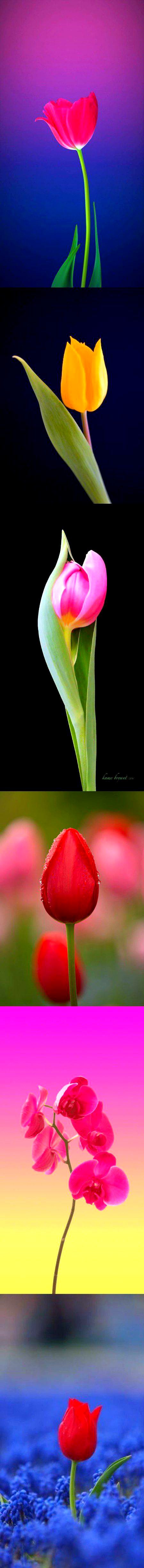 Beautiful flowers