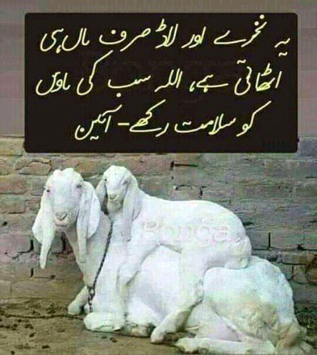 یہ نخرے اور لاڈ ماں ہی اٹھا سکتی ہے۔