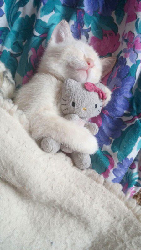 Keep silence because the cat is sleeping 🤫🌛😴😺