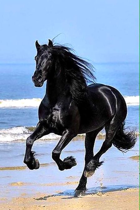 Amazing i am horse lover