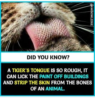 Did you Know