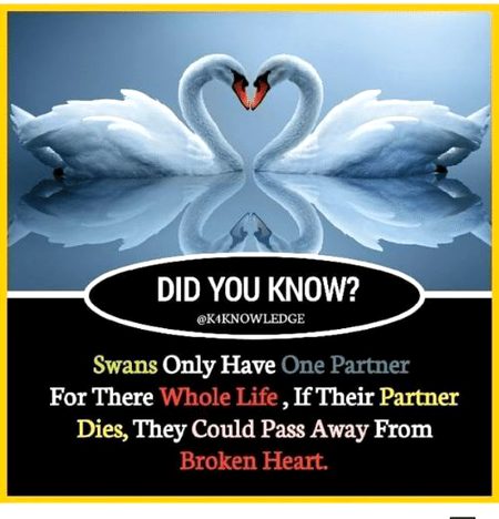 Did you Know