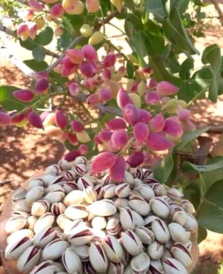 A beautifull tree with pistachio nuts .a1