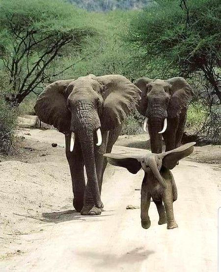 Elephant family