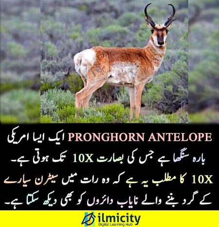 ilmicity