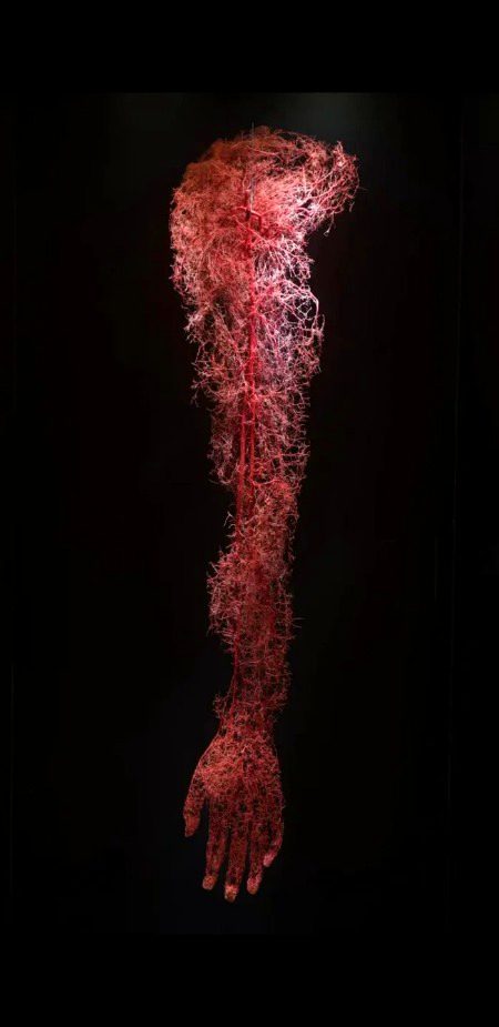 Veins of a human arm