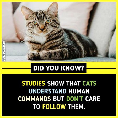 Did you Know