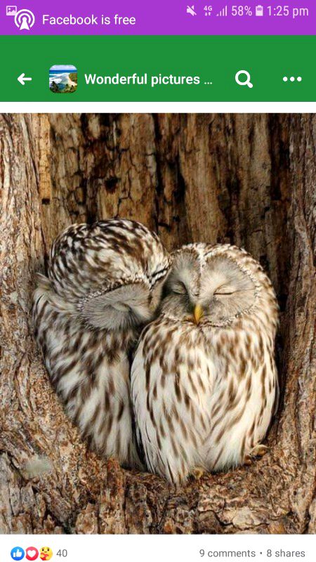 کون کہتا ہے الو منحوس ہے۔۔۔۔