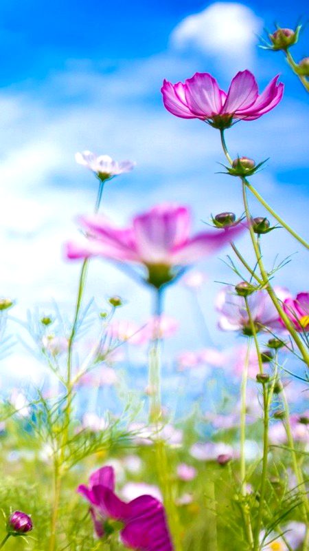 Beautiful wallpaper 🥀