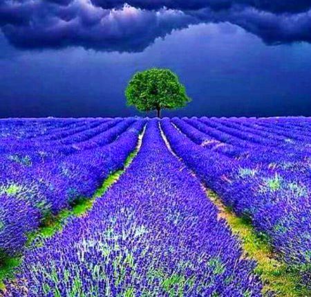 Beautiful Nature image