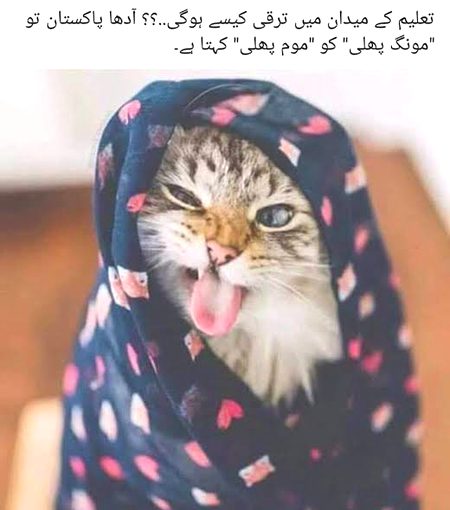 Memes & Satire image