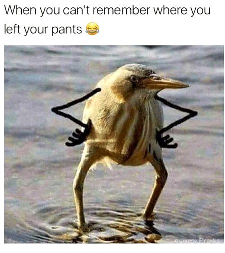 Memes & Satire image
