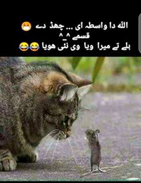 Memes & Satire image