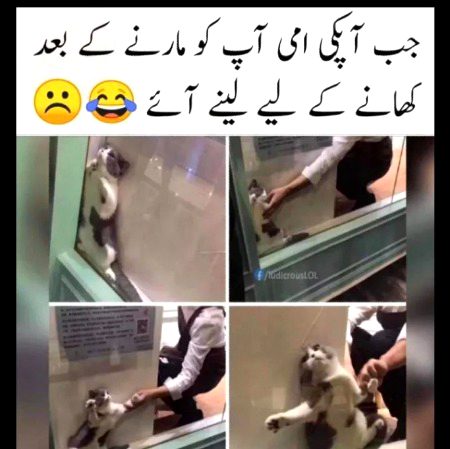 Memes & Satire image