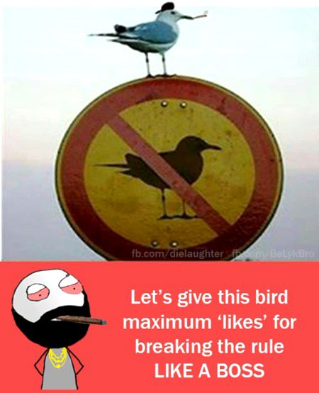 Memes & Satire image