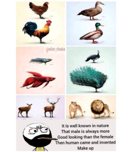 Memes & Satire image