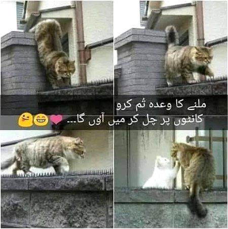 Memes & Satire image