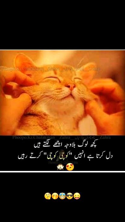 Memes & Satire image