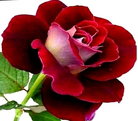 Good afternoon