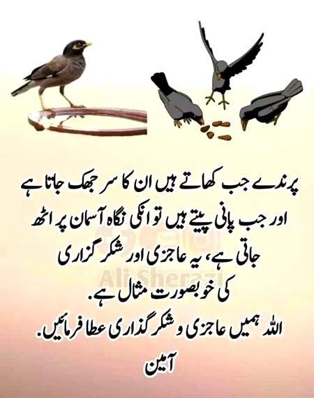 Good evening
