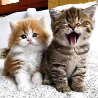 Good morning