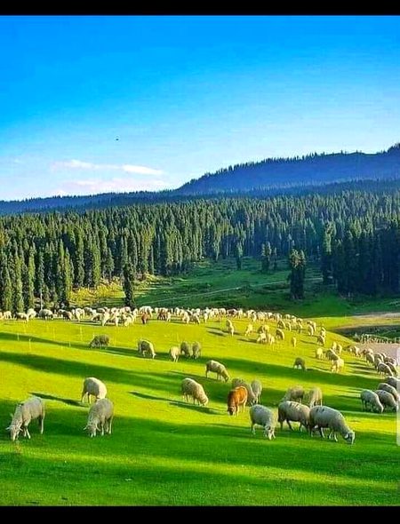 Beautiful Nature image